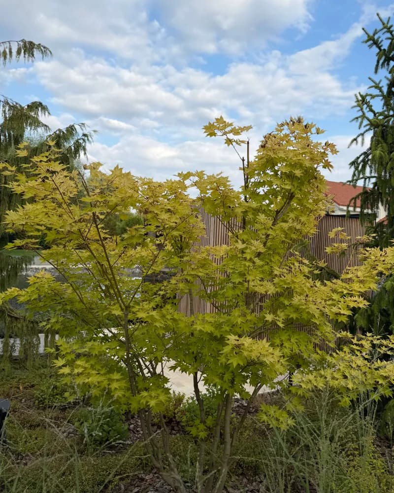 Клен віяловий ‘Summer Gold’
