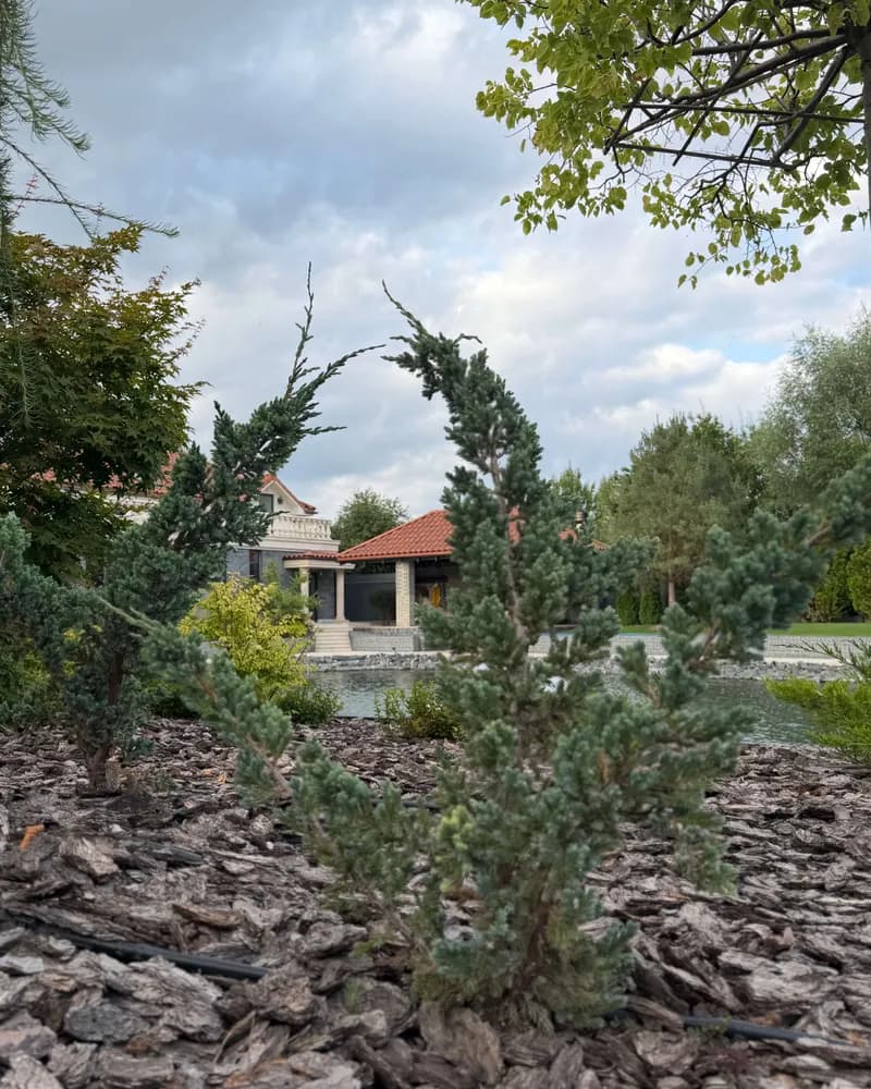 Ялівець лускатий ‘Meyeri’