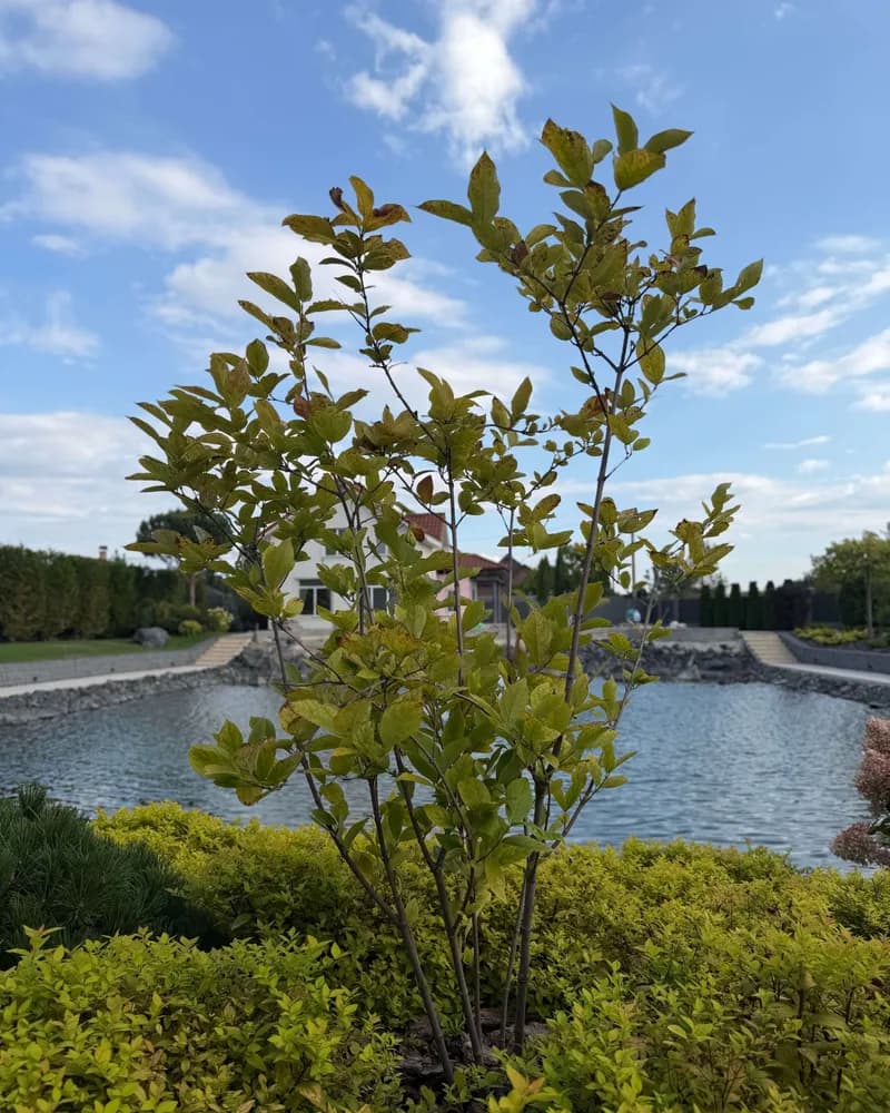 Ірга вільхолиста ‘Greatberry Garden’