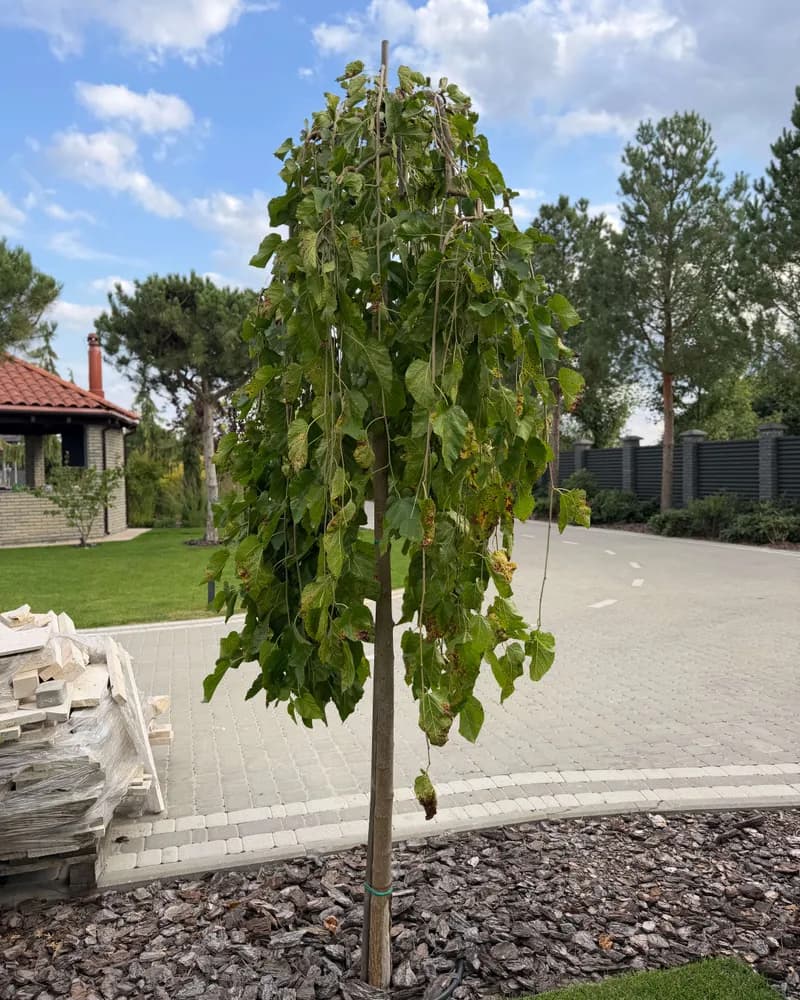 Шовковиця біла ‘Pendula’